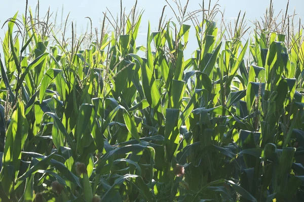 Cultura de milho na exploração agrícola — Fotografia de Stock