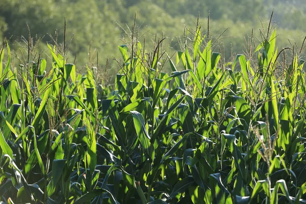 maize crop field at foot of mountain