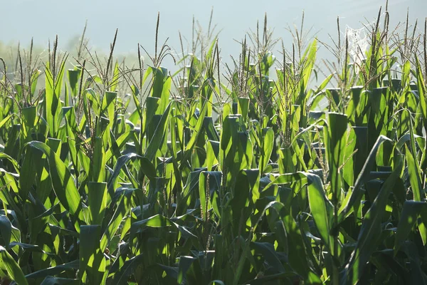 Вирощування кукурудзи на фермі — стокове фото