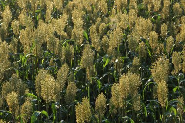 sorgum kırpma çiftlik