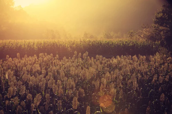 ソルガムとトウモロコシの収穫ファーム山の麓の美しい風景 — ストック写真
