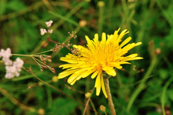 Όμορφο λουλούδι Taraxacum — Φωτογραφία Αρχείου