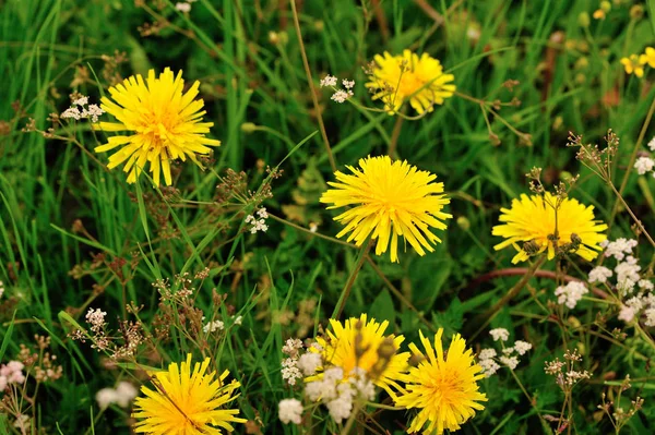 Όμορφα λουλούδια Taraxacum — Φωτογραφία Αρχείου