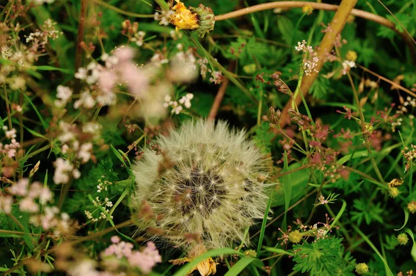 Piękny Kwiat Taraxacum Zielonym Ogrodzie — Zdjęcie stockowe