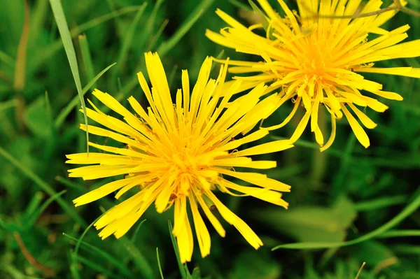 Όμορφα λουλούδια Taraxacum — Φωτογραφία Αρχείου