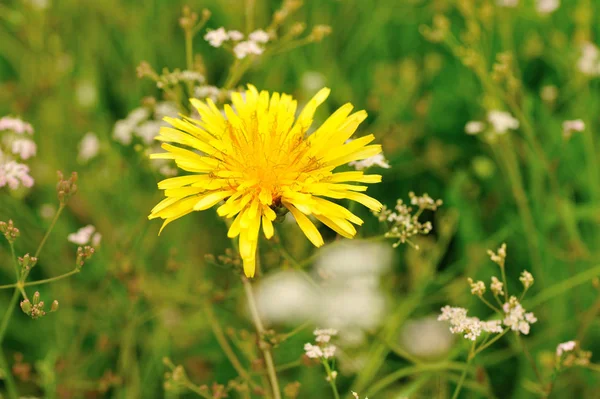 Όμορφο Λουλούδι Taraxacum Ένα Καταπράσινο Κήπο — Φωτογραφία Αρχείου