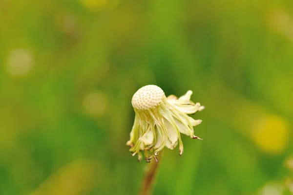 Krásná Květina Pampeliška Zelené Zahradě — Stock fotografie