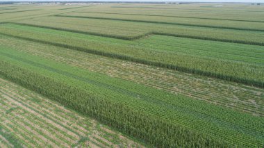 Yeşil tarım alanı 