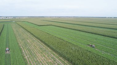 Yeşil tarım alanı 