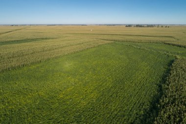 Mısır ve soya alan