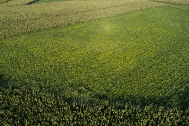 Mısır ve soya alan