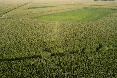 Mısır ve soya alan