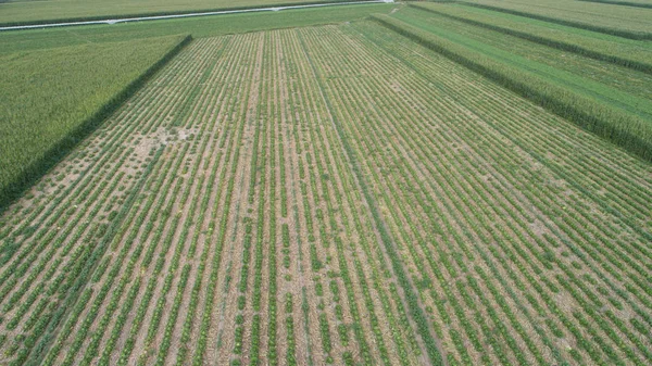 Grüner landwirtschaftlicher Bereich — Stockfoto