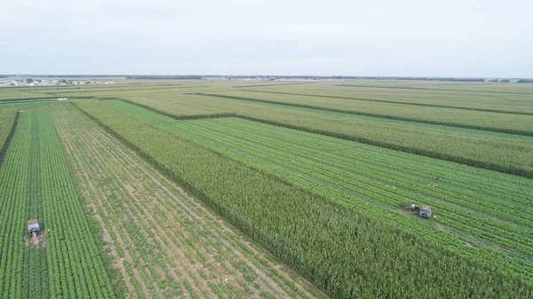 Grüner landwirtschaftlicher Bereich — Stockfoto