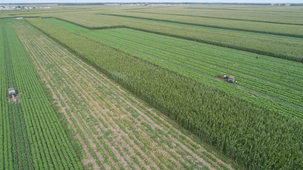 Grüner landwirtschaftlicher Bereich — Stockfoto