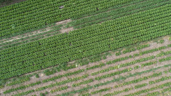 Campo agrícola verde — Fotografia de Stock