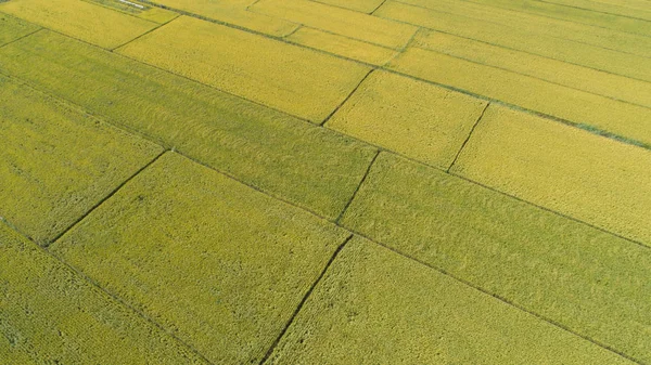 Campo de arroz del dron — Foto de Stock