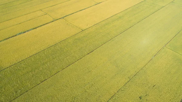 Risfält från drone — Stockfoto