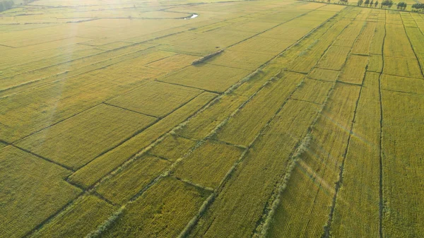 Campo de arroz del dron —  Fotos de Stock