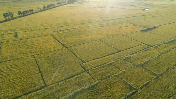 Ryżowe pole z dronów — Zdjęcie stockowe