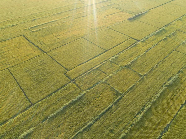 Campo de arroz del dron — Foto de Stock