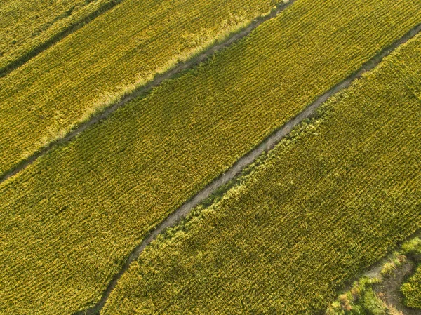 Reisfeld von Drohne aus — Stockfoto