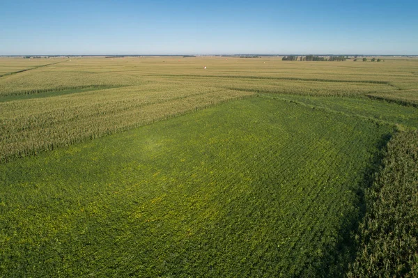 Mısır ve soya alan