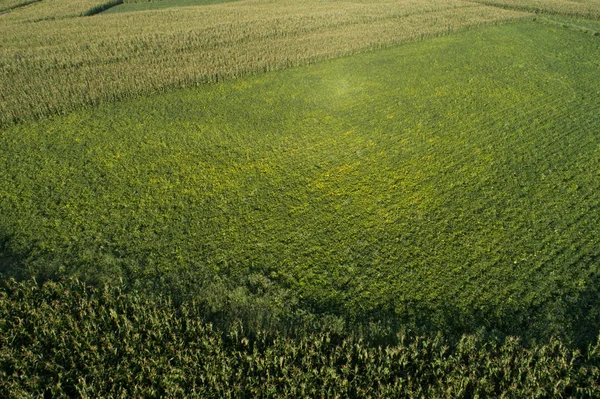 Mısır ve soya alan