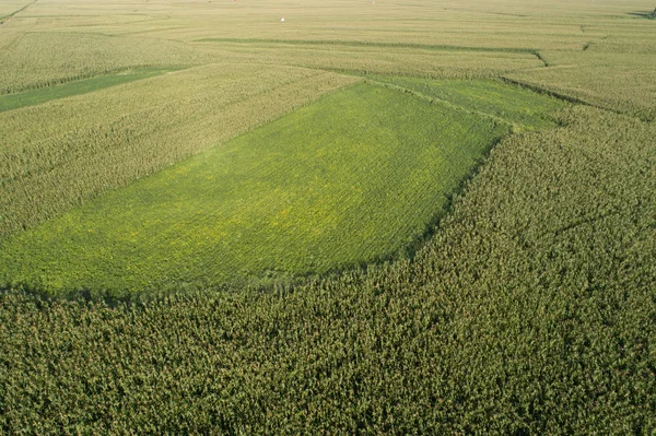 Поле кукурузы и сои — стоковое фото