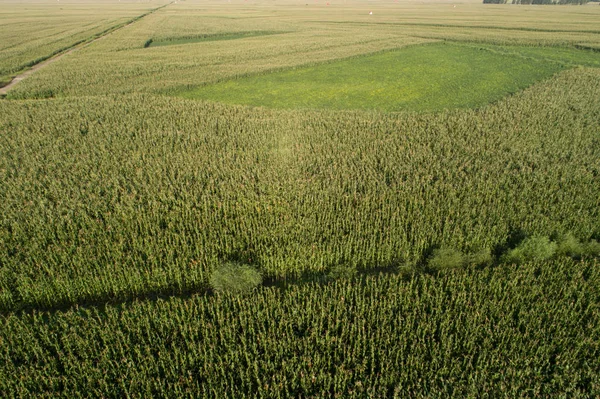 Mısır ve soya alan