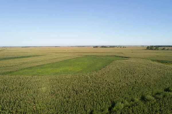 Mısır ve soya alan