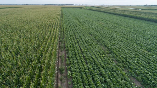 Yeşil tarım alanı 