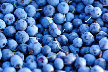 taze yaban mersini hasat 