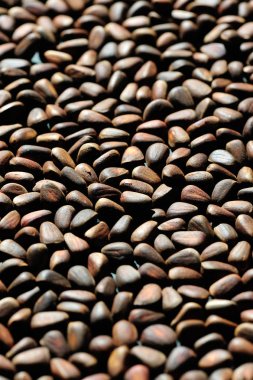 Çam fıstığı yığını