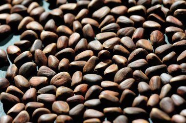 Çam fıstığı yığını