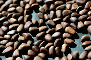 Çam fıstığı yığını