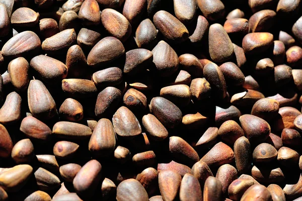 Pile of pine nuts — Stock Photo, Image