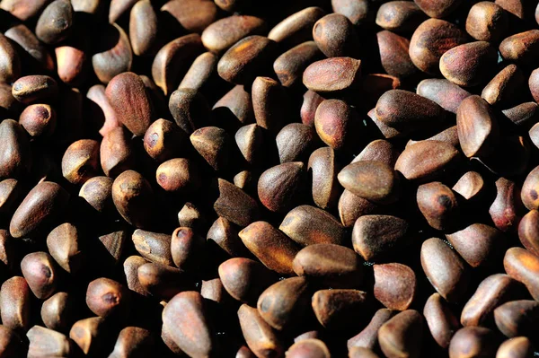 Pile of pine nuts — Stock Photo, Image