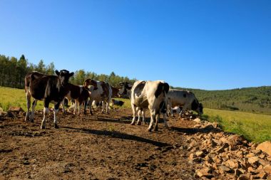İnekler çayırlarda otluyor.