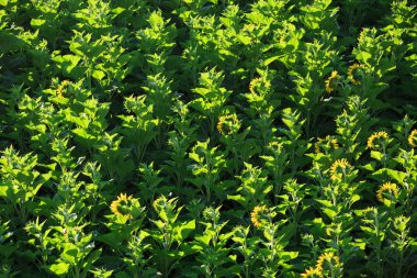 sahada güzel ayçiçeği