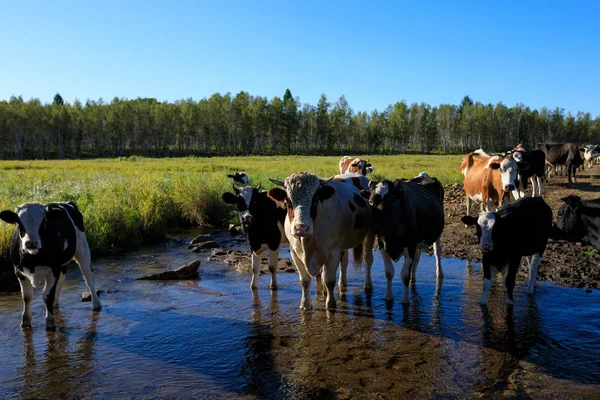Manada de vacas em pastagens — Fotografia de Stock