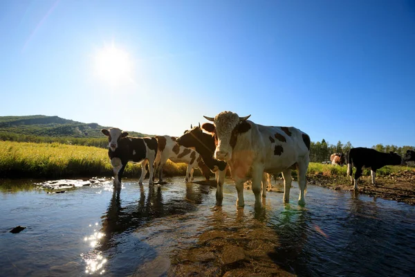 Csorda tehén legelőn — Stock Fotó