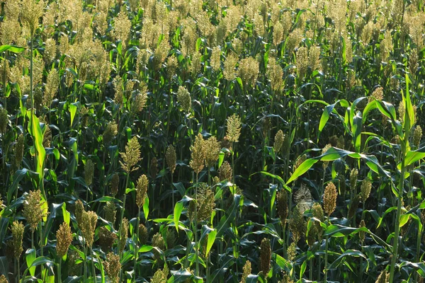 sorgum kırpma çiftlik  