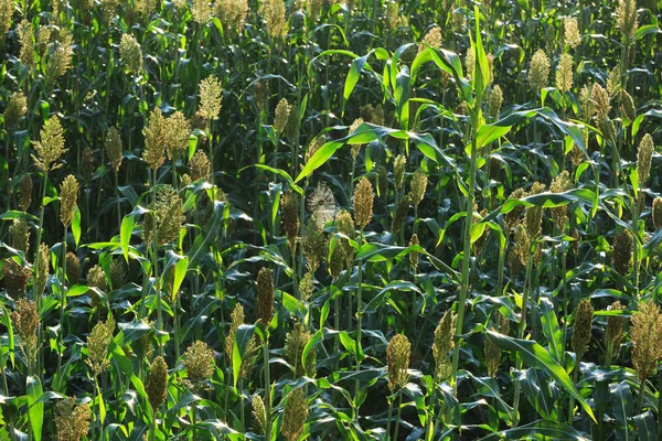 sorgum kırpma çiftlik  