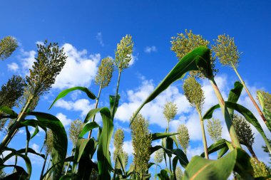  sorgum kırpma çiftlik 