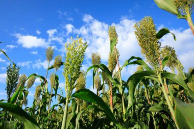  sorgum kırpma çiftlik 