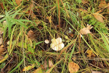 Beyaz mantar büyüyen