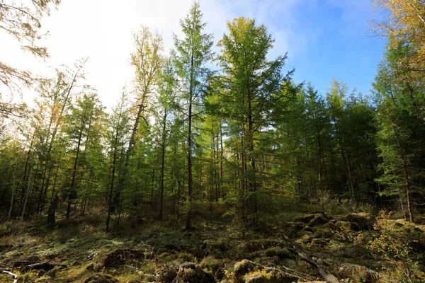 Prachtig herfstlandschap — Stockfoto