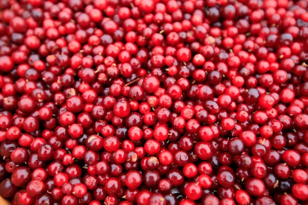 Red huckleberries harvest — Stock Photo, Image