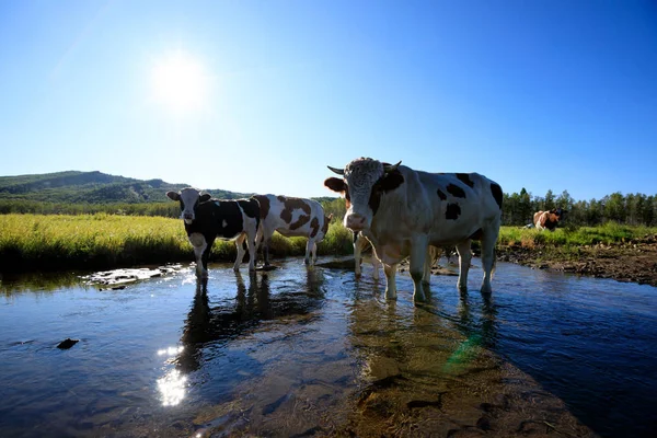 Rebaño de vacas en pastos —  Fotos de Stock